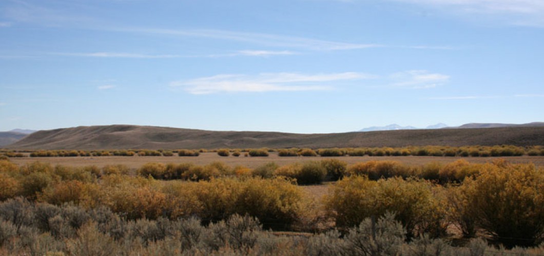 Montana (14)
